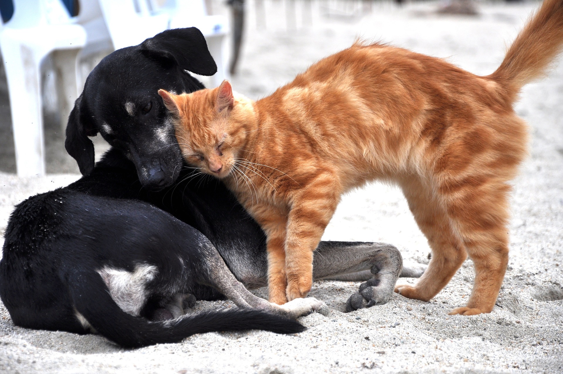 cane e gatto